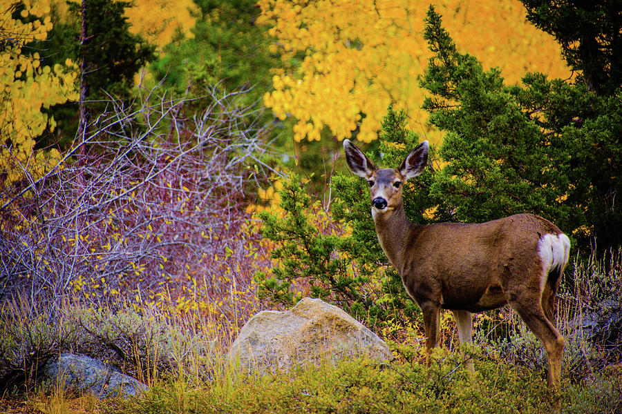 Fall Deer Photograph by Steph Gabler
