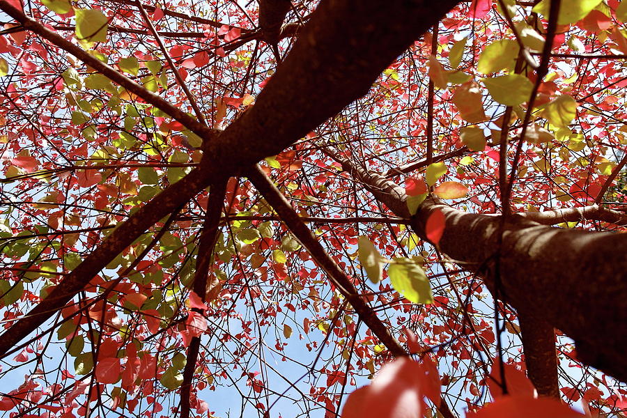 Fall Dogwood New Perspective Photograph by Michele Myers