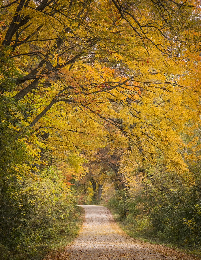 Fall Drive 2015-1 Photograph by Thomas Young
