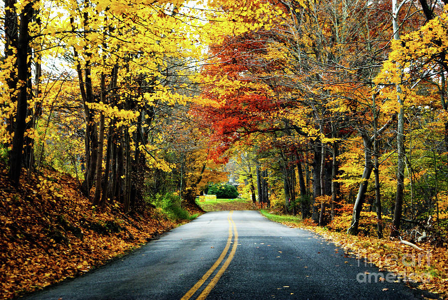 Fall Drive Photograph by Kevin Gladwell