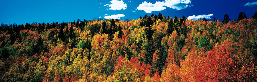 Fall Photograph - Fall Durango Co Usa by Panoramic Images