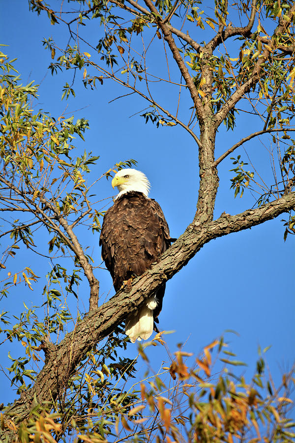 Fall Eagle Photograph by Bonfire Photography