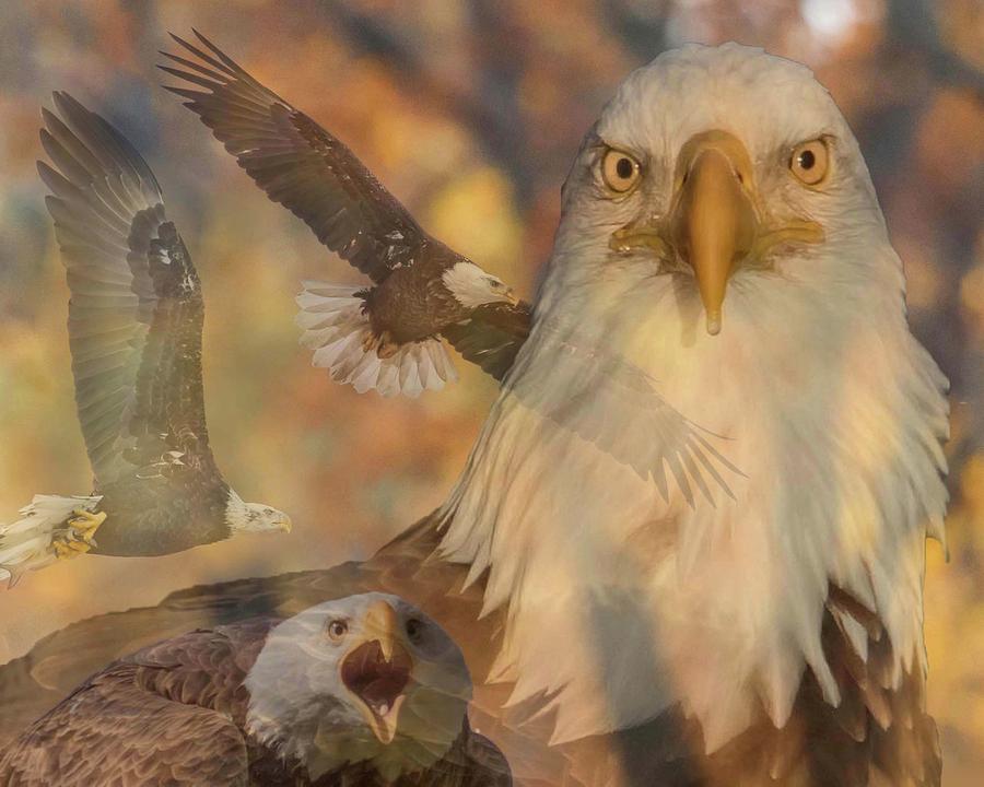 Fall Photograph - Fall Eagles by Rhoda Gerig