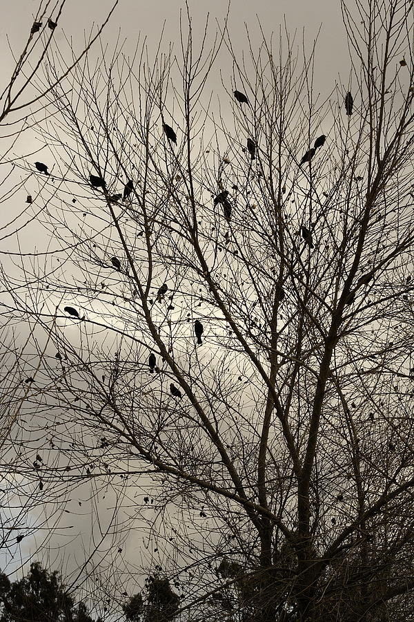 Fall. Evening.Blackbirds. Photograph by Viktor Savchenko