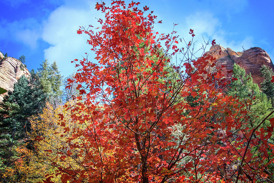 Fall Explosion on the West Fork Trail in Sedona Photograph by Lynn Bauer