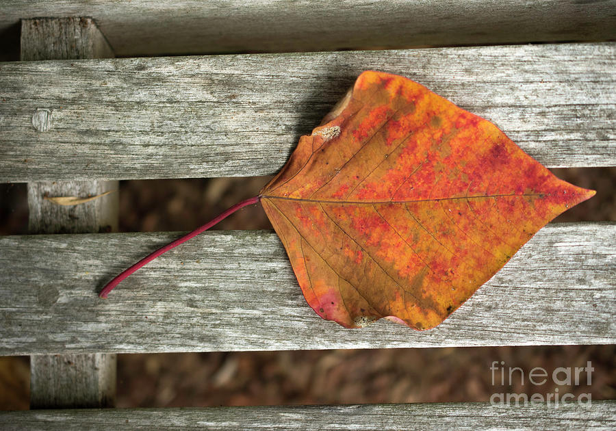 Fall... falling leaf Photograph by Lisa Manifold