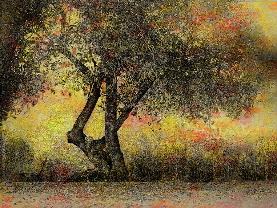 Tree Photograph - Fall Fantasy by Lynn Andrews