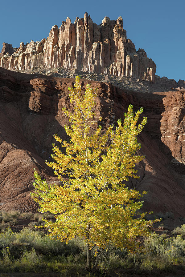 Tree Photograph - Fall Fashion by Joseph Smith