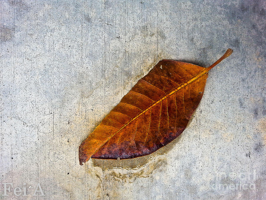 Nature Photograph - Beauty of the imperfection by Fei A