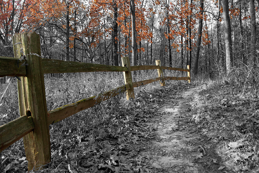 Fall Fence Photograph by Dylan Punke