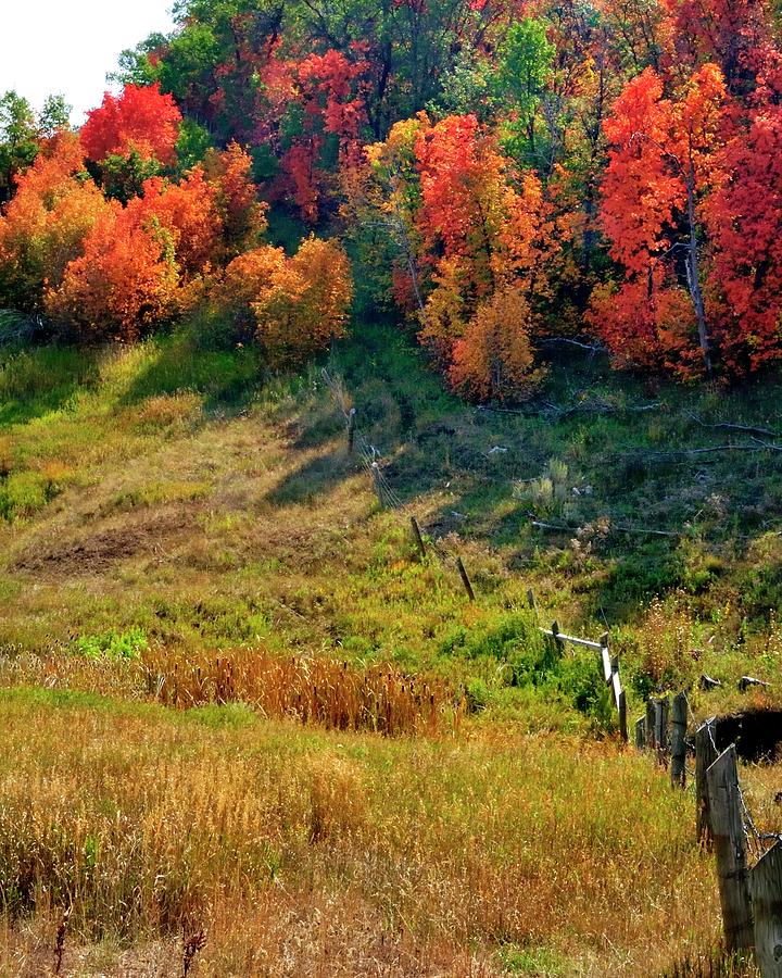 Fall Fence Line Photograph by Jerry Sodorff