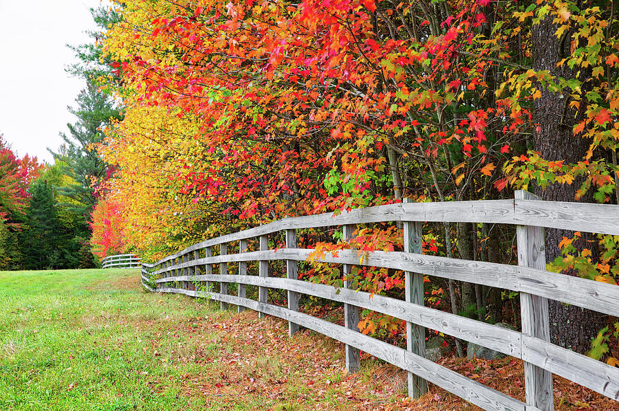Fall Fence Photograph by Robert Clifford