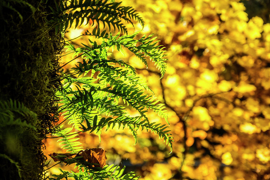 Fall Ferns Photograph by Pelo Blanco Photo