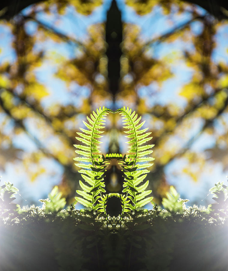 Fall Ferns Reflection Digital Art by Pelo Blanco Photo