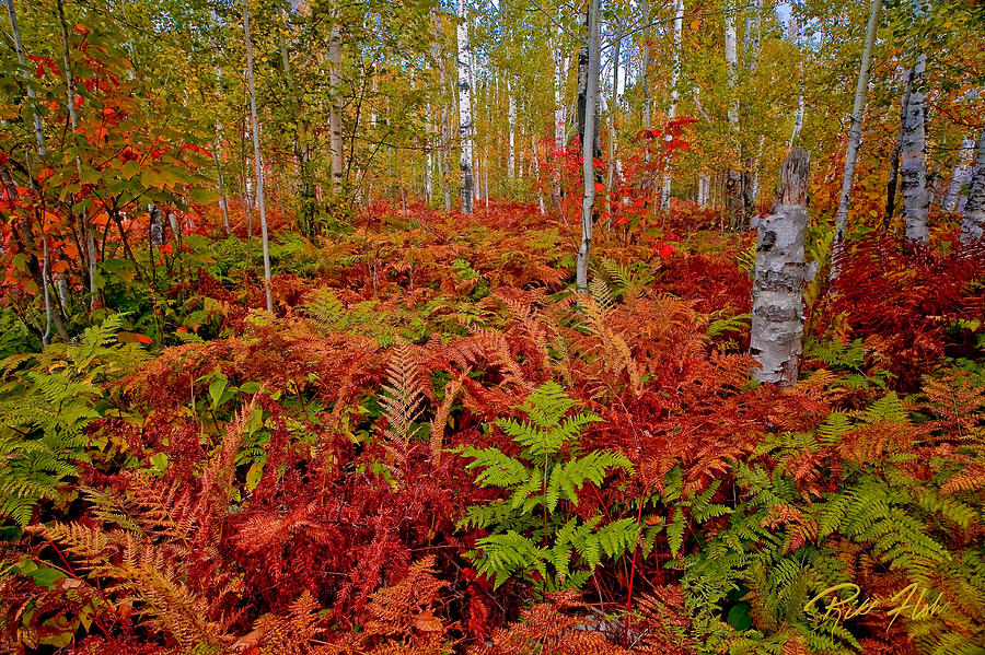 Fall Ferns Photograph by Rikk Flohr