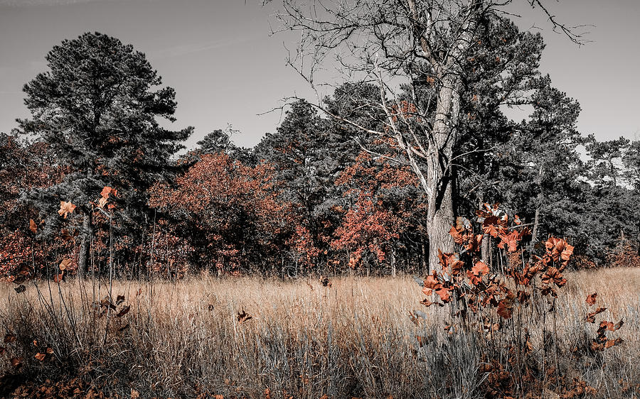 Fall Photograph - Fall Field Fun by Glenn DiPaola