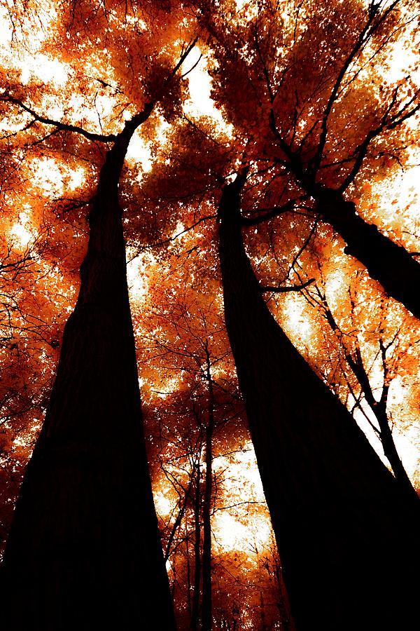 Autumn Canopy Abstract 2 Photograph by Karl Anderson