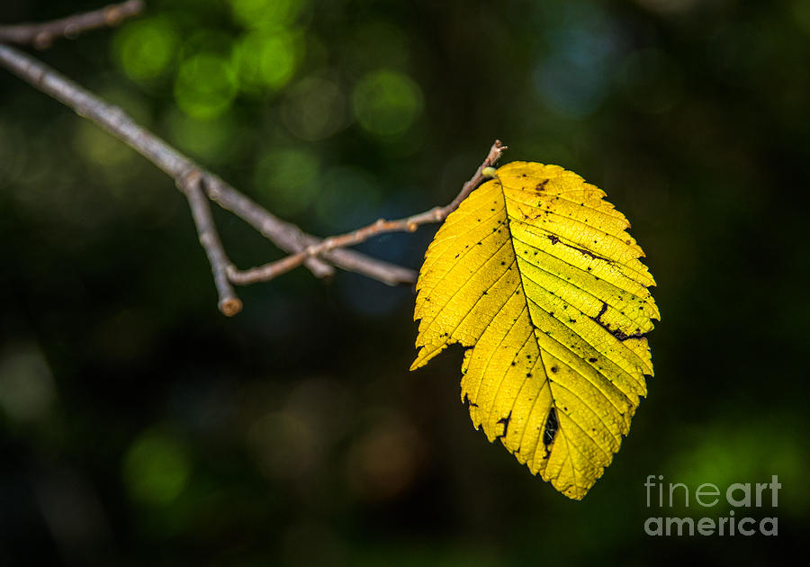 Fall Flag Photograph by Michael Arend