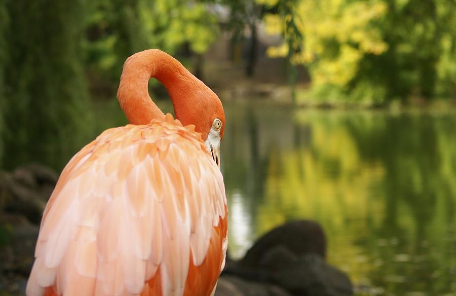 Fall Flamingo Photograph by Denise Irving - Fine Art America