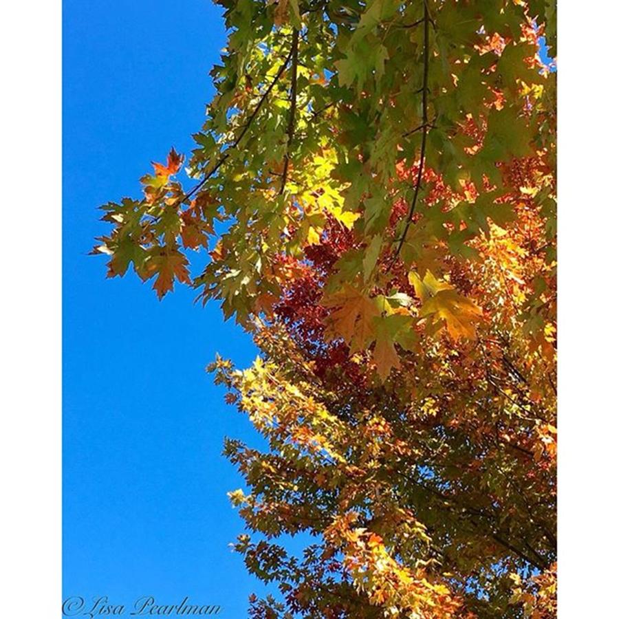 Fall Flashback: Colors Of Autumn Photograph by Lisa Pearlman
