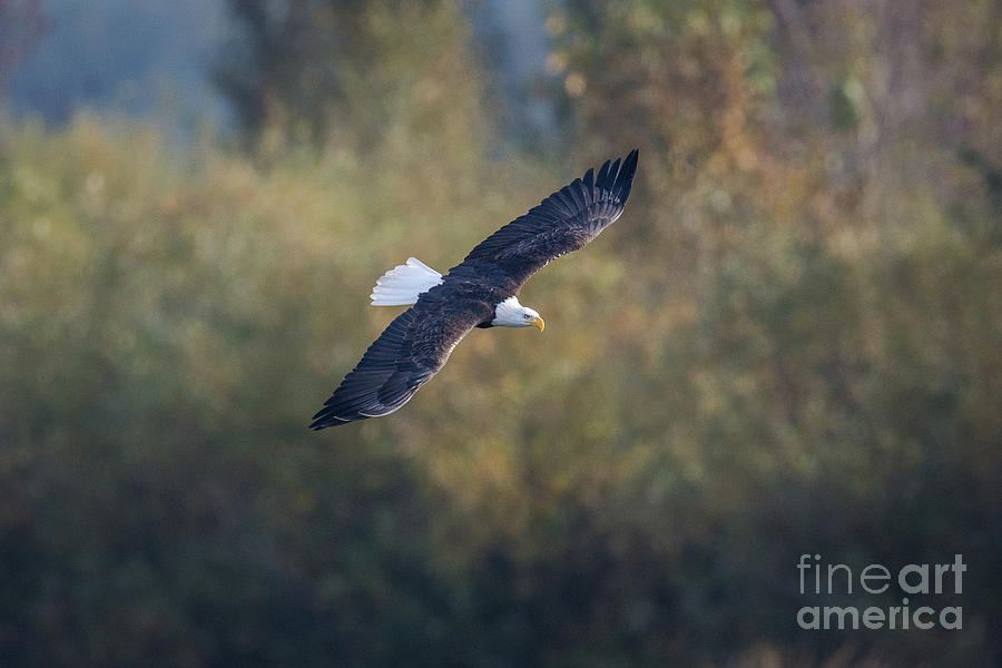 Eagle Photograph - Fall Flight by Craig Leaper