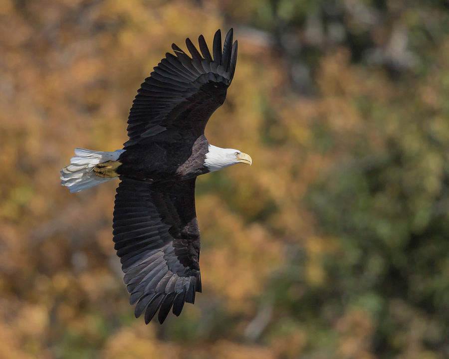 Wildlife Photograph - Fall Flight by Rhoda Gerig