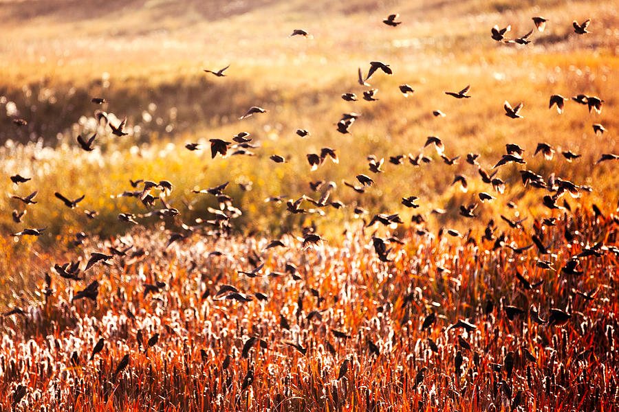 Fall Flock Photograph by Todd Klassy