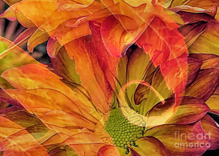 Fall Floral Composite Photograph by Janice Drew