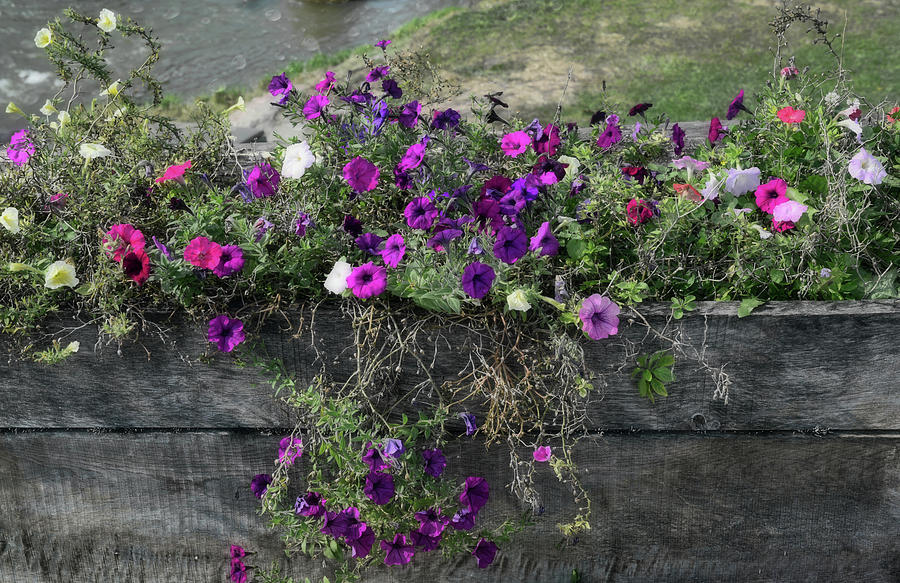 Fall Flower Box Photograph