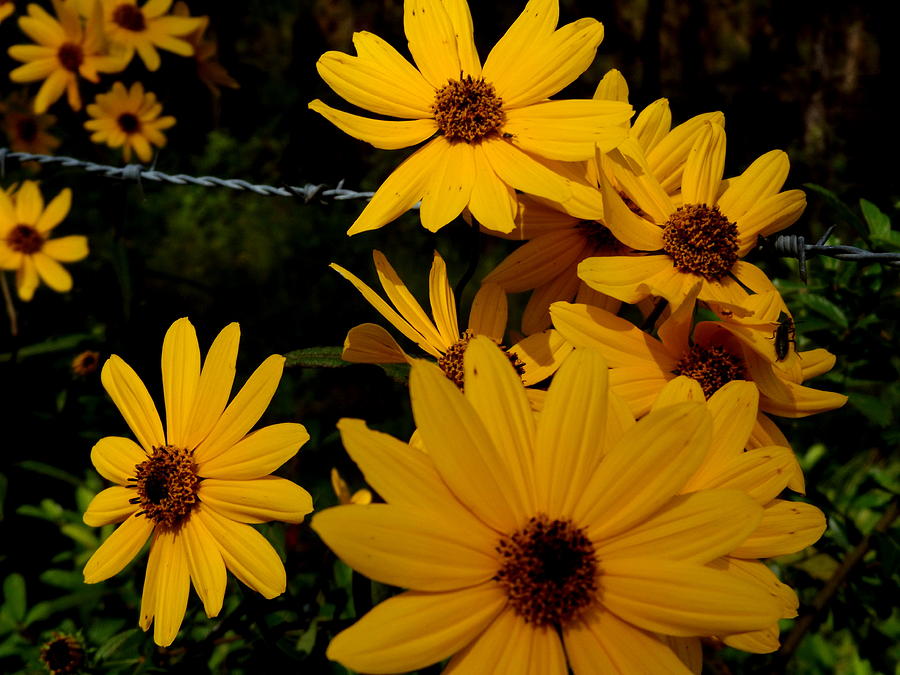 Fall Flowers Photograph by Julie Pappas