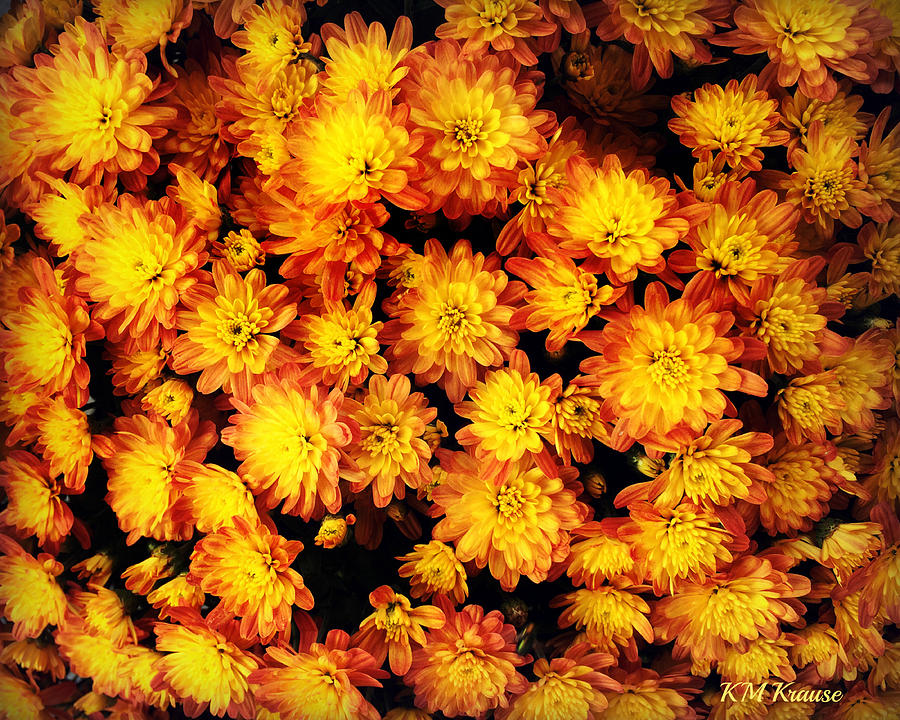 Fall Flowers Photograph by Kathy M Krause