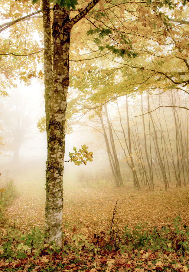 Fall Fog in Virginia Photograph by Tracy Winter