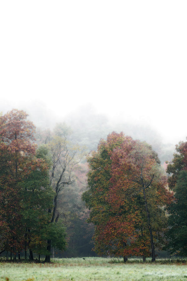 Fall Fog Photograph by Tracy Winter