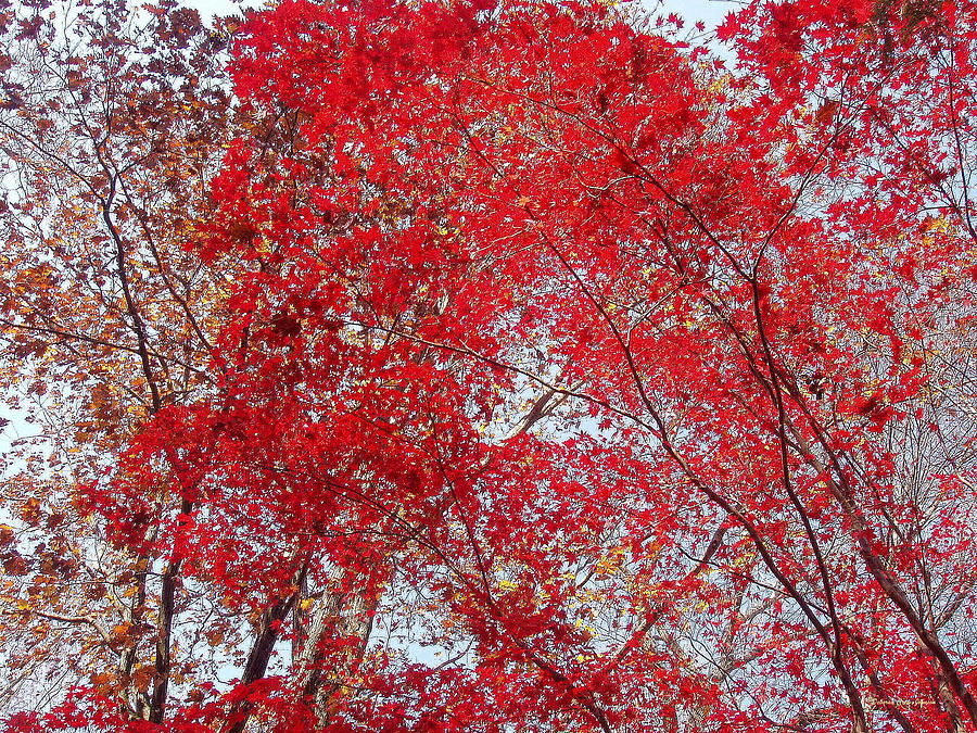 Fall Photograph - Fall Foilage by Deborah  Crew-Johnson