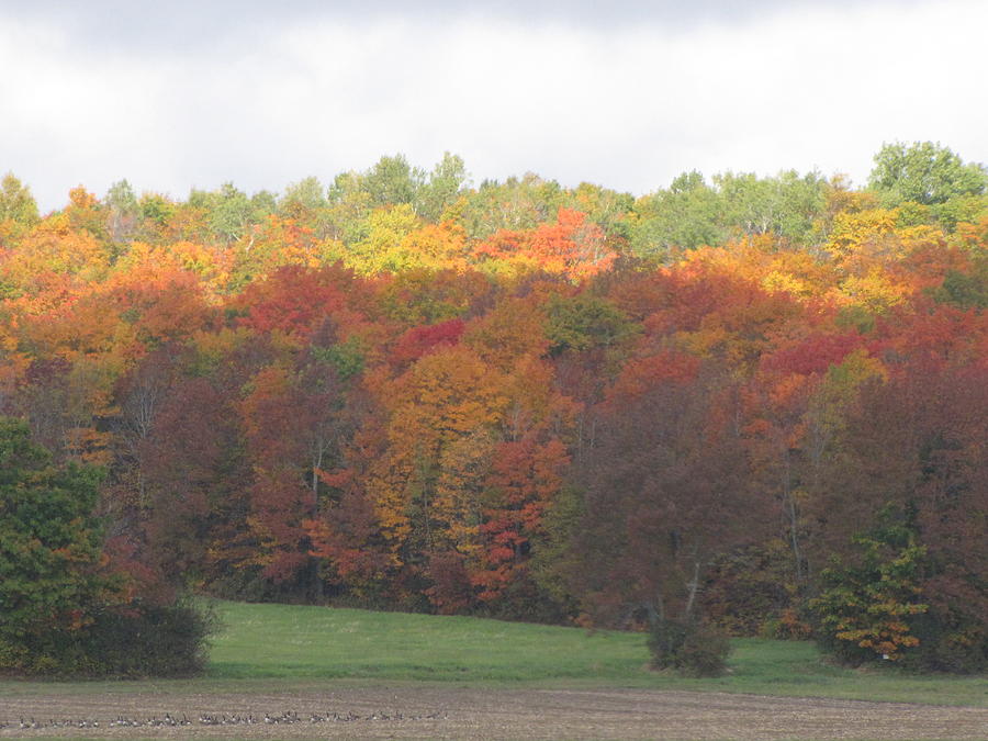 Fall Foilage in Aroostook County Maine Photograph by Gordon P Glew ...