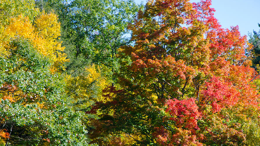 Fall Foliage 1 by Kristin Hatt Fall Foliage 1 by Kristin Hatt