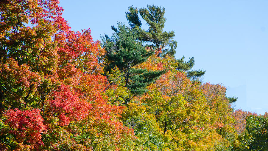 Fall Foliage 3 by Kristin Hatt Fall Foliage 3 by Kristin Hatt