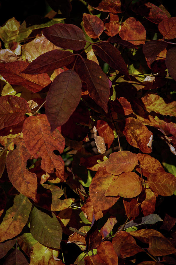 Fall Foliage 5308 H_2 Photograph by Steven Ward