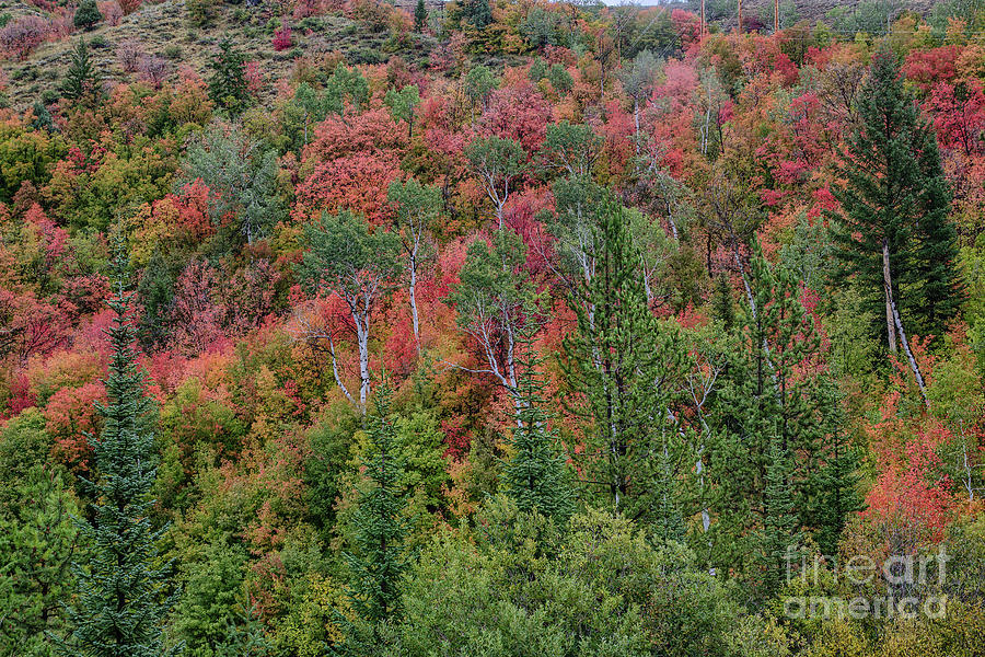 Fall Foliage Photograph -  Fall Foliage  8b7970H3a2 by Stephen Parker