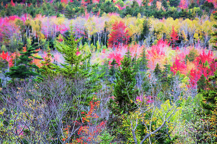 Fall Foliage, Acadia National Park Photograph by Felix Lai