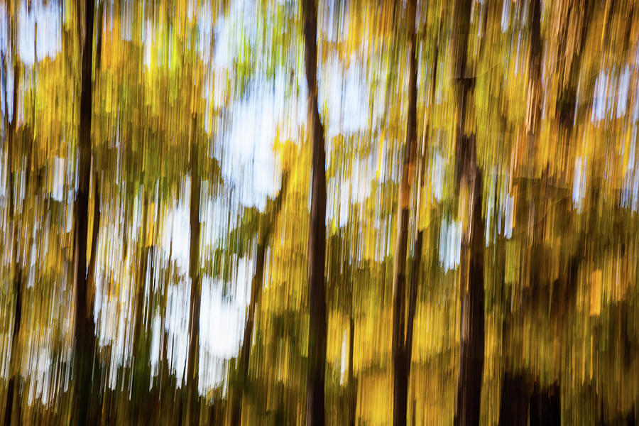 Fall Photograph - Fall Foliage by Alexander Mendoza