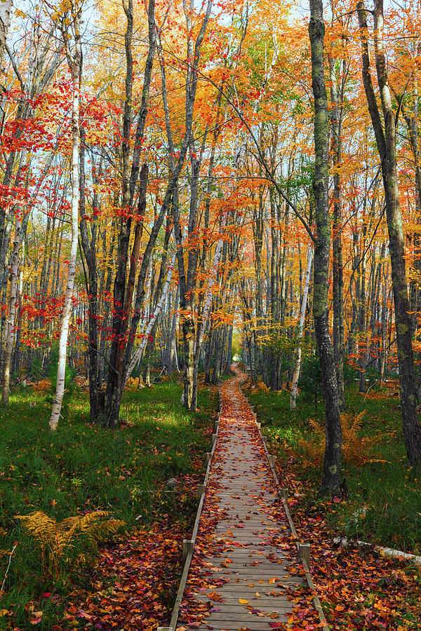 Fall Foliage along Jesup Path Photograph by Dennis Kowalewski