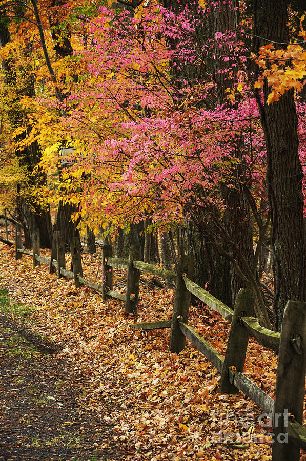 Fall Foliage and Fence Photograph by Debra Fedchin