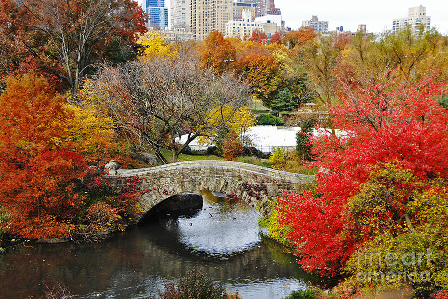 Fall Foliage in Central Park Photograph by Nishanth Gopinathan