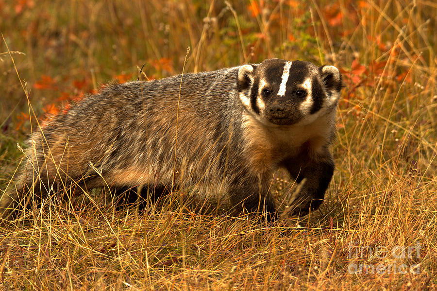 Fall Foliage Badger Photograph by Adam Jewell