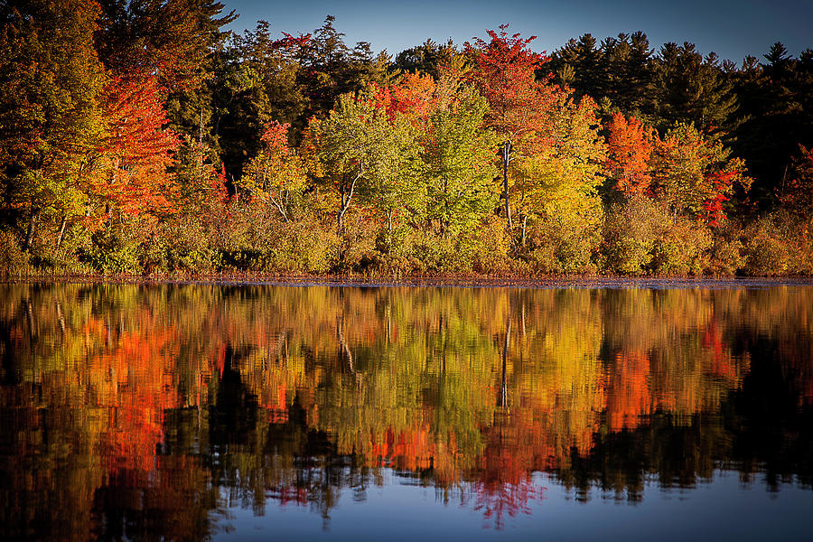 Fall Foliage Photograph by Benjamin Dahl