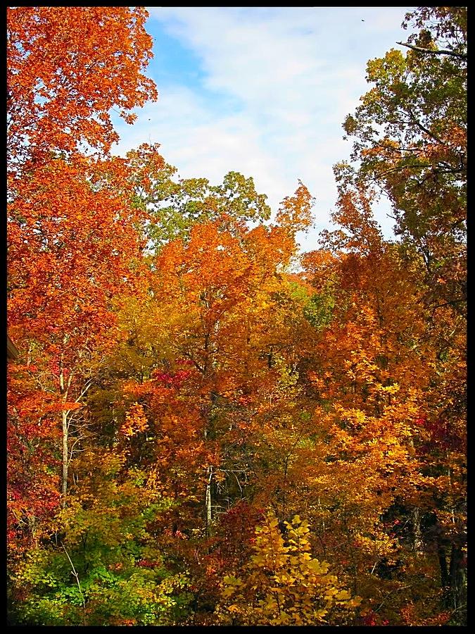 Fall Foliage Photograph by Betty Buller Whitehead