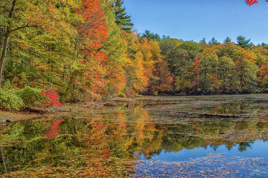 Fall Foliage Photograph by Brian MacLean