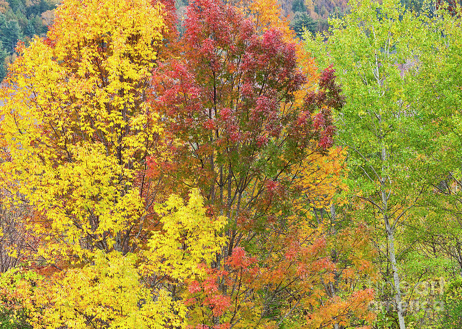 Fall Foliage Colors Photograph by Alan L Graham