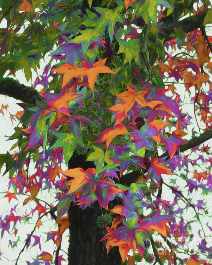 Fall Foliage - Colors of the Gumball Tree Photograph by Scott Cameron